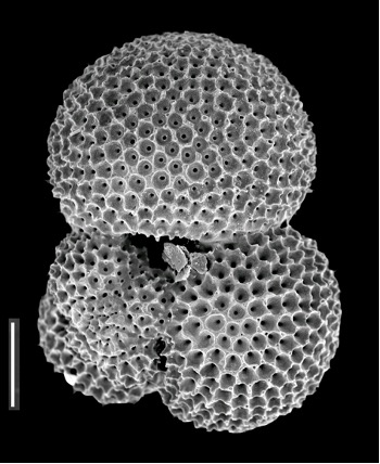 Salt delivery from the Indian Ocean helped end the ice ages